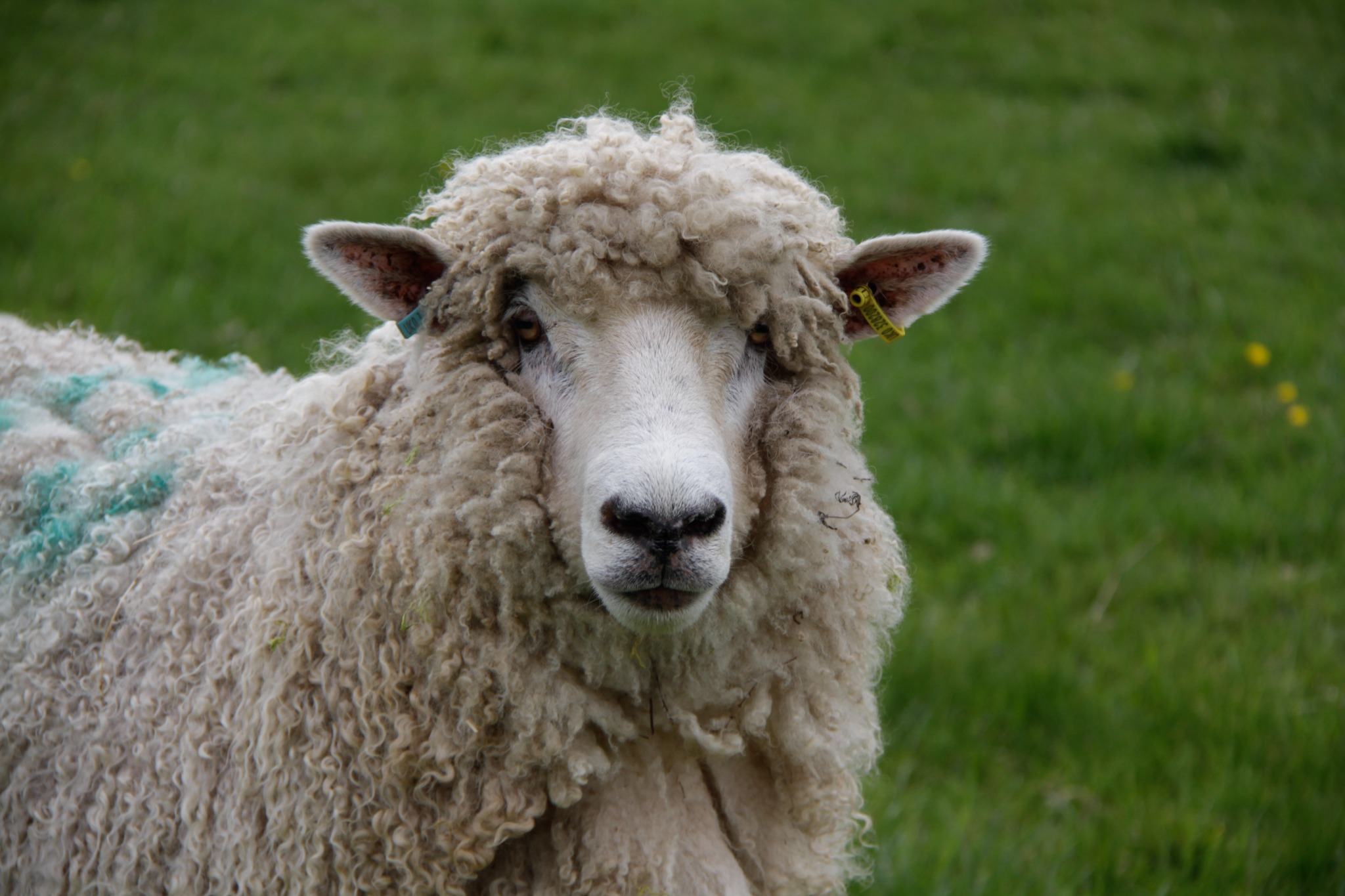 A sheep in the Hewletts Farm meadow